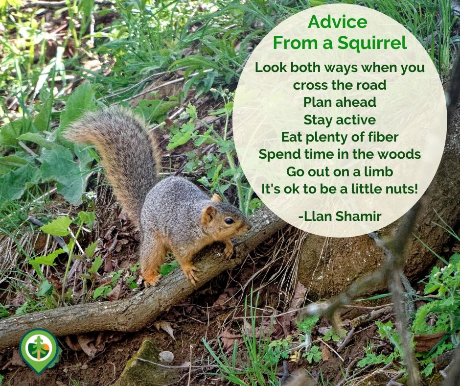 ClearWaterPA's tweet photo. A squirrel's way of life seems pretty healthy!  
Sign up for your weekly adventure guide at https://t.co/lm5FTQtigT 
 
This week's feature is mammals!  

#lovewhereyoulive
#findyourcentre
#centredoutdoors https://t.co/6KDVrRn96T https://t.co/q6zCVHAEHq