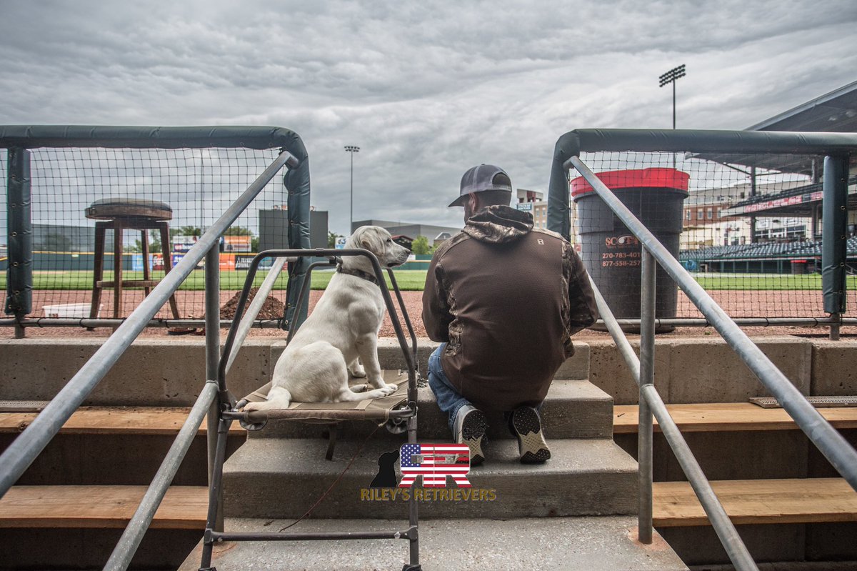 HotRodsTurbo's tweet photo. Listening to everything @RileysRetriever says so I can be the best bat dog ever https://t.co/IQPXjOAawA