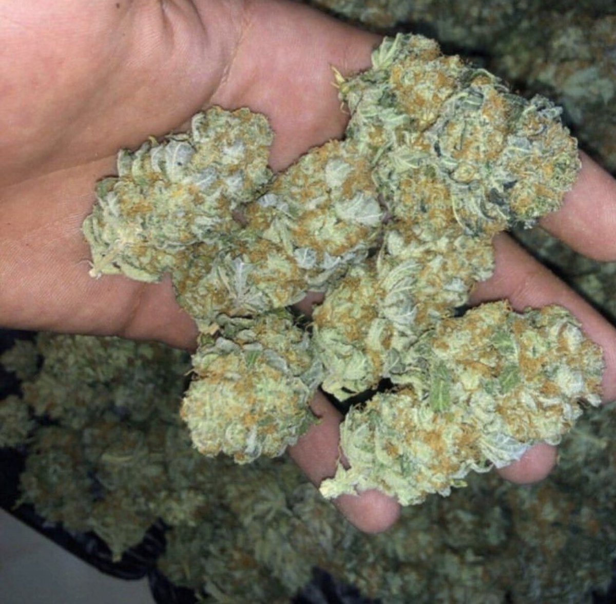 WireWhite's tweet image. Snapchat: white-8285