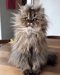 Larry the Cat tweet media