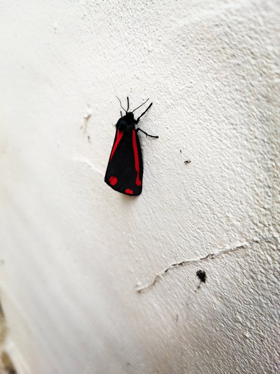 Anyone know what this moth is? Was just chilling out in my back yard earlier. Top goth vibes. 🧛🏻‍♀️