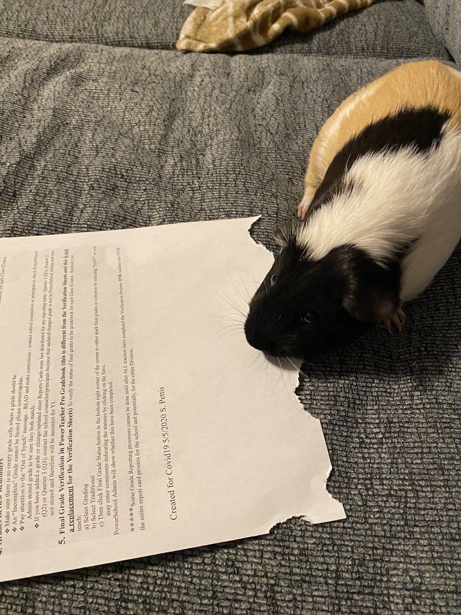 ACES_Peanut's tweet photo. Hey, guys! Iβm just sitting around, helping Mrs. Mitchell get report cards ready! #theguineapigatemyhomework #classpet @talesfrom205 @AmeliaElem #ACESPowerUp https://t.co/91gkO06wG3
