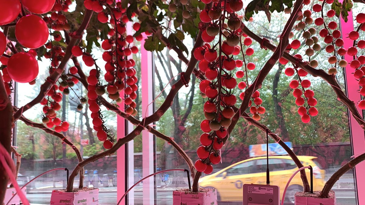 Guggenheim's tweet photo. The Guggenheim may be closed, but our cherry tomatoes, part of the exhibition #CountrysideTheFuture continue to thrive—and feed people all over NYC. @Nytimes interviews David Litvin, an indoor crop specialist, and curator @TroyTherrien: https://t.co/JpQlGZfo6Y https://t.co/8zqSzXqeVi