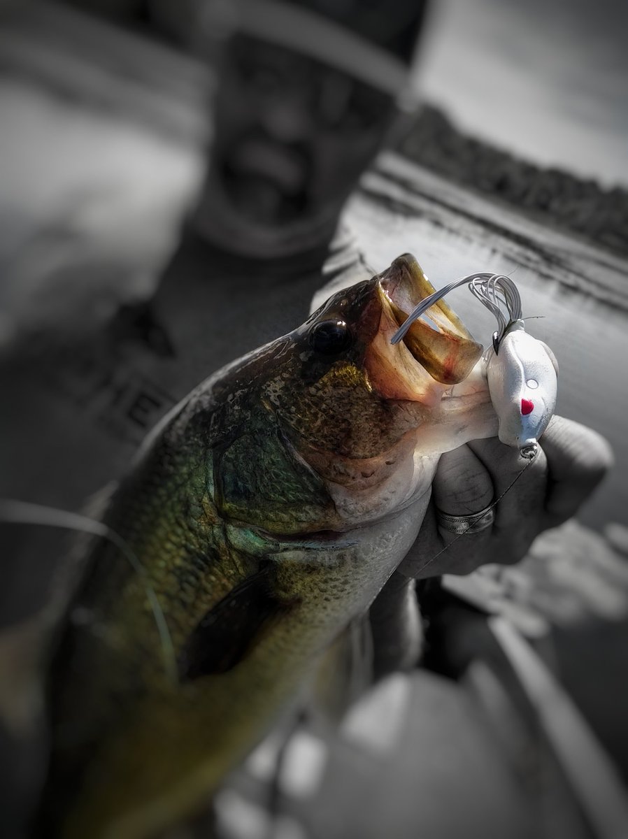 CanuckBassin's tweet photo. Disturbing the peace for over 15 years! @spro_usa #Bronzeye 🐸
#spro
#sprousa
#sprofishing
#padcrashin
#slopfishin
#froggin https://t.co/slXcHzfOVv