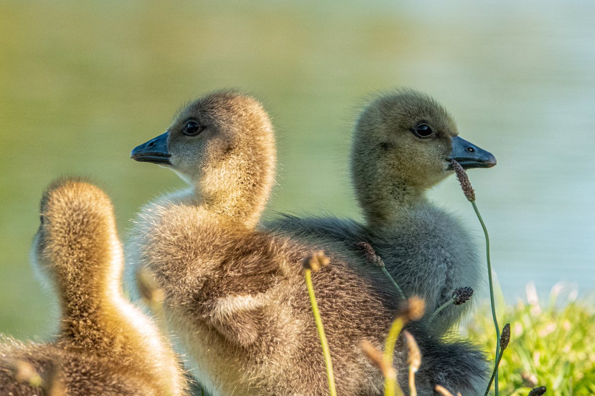 Lots of youngsters at Tring reservoirs this evening.