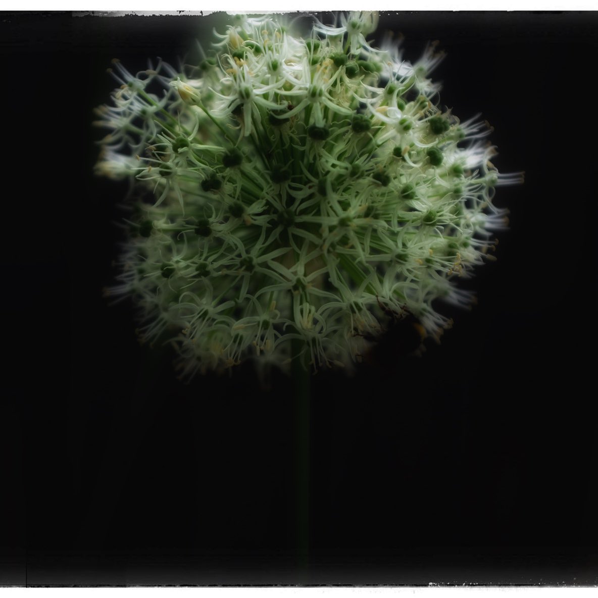 Sherefedin Mustafa tweet media