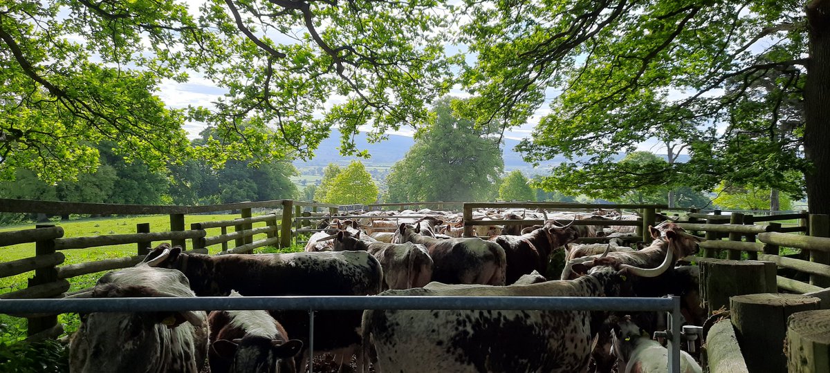 GBOrganics's tweet photo. Longhorns gathered for inspection this morning under dappled beech trees. #may #longhornbeef #organic  #pastureforlife https://t.co/pfGayESpnF