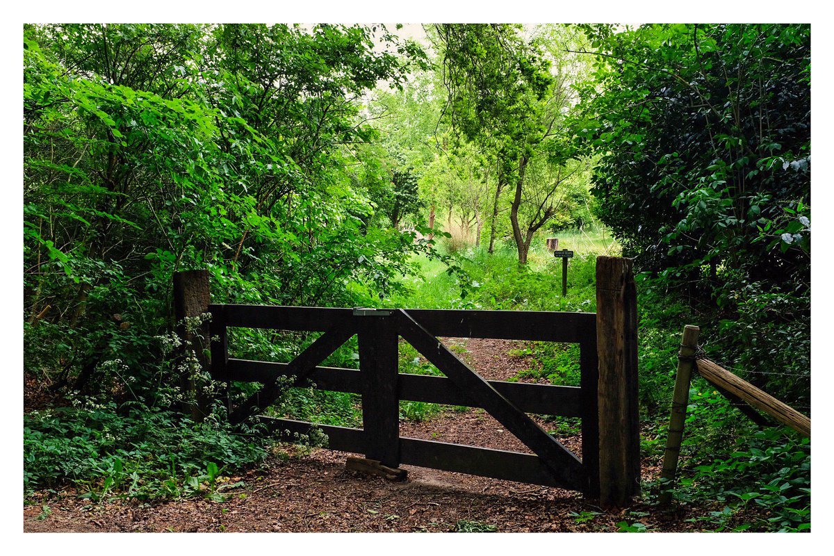 Sherefedin Mustafa tweet media