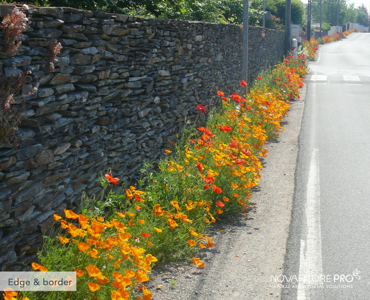 RIerdogan's tweet photo. Designed to dispense with the need for weeding in cracks and along edges and borders, this mix is a great alternative to herbicides, complementing the wild vegetation which inevitably develops in these soil types https://t.co/gFYrS9vR8B https://t.co/zEP0F1kluk