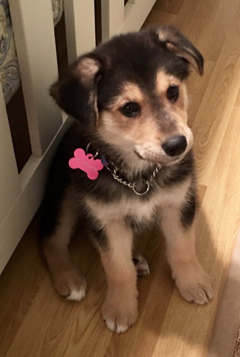 bryancallaghan's tweet photo. Our Lucy moved in three years ago today. Uh....I think that’s the same dog. That’s what the tag says.
#AdoptDontShop #NorthernDogs #RescueDogs https://t.co/5XBTl7MluZ