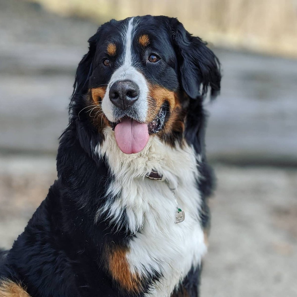 Bernese_Chloe's tweet image. Dis my good side 💗
#TongueOutTuesday #Dog #dogsoftwitter