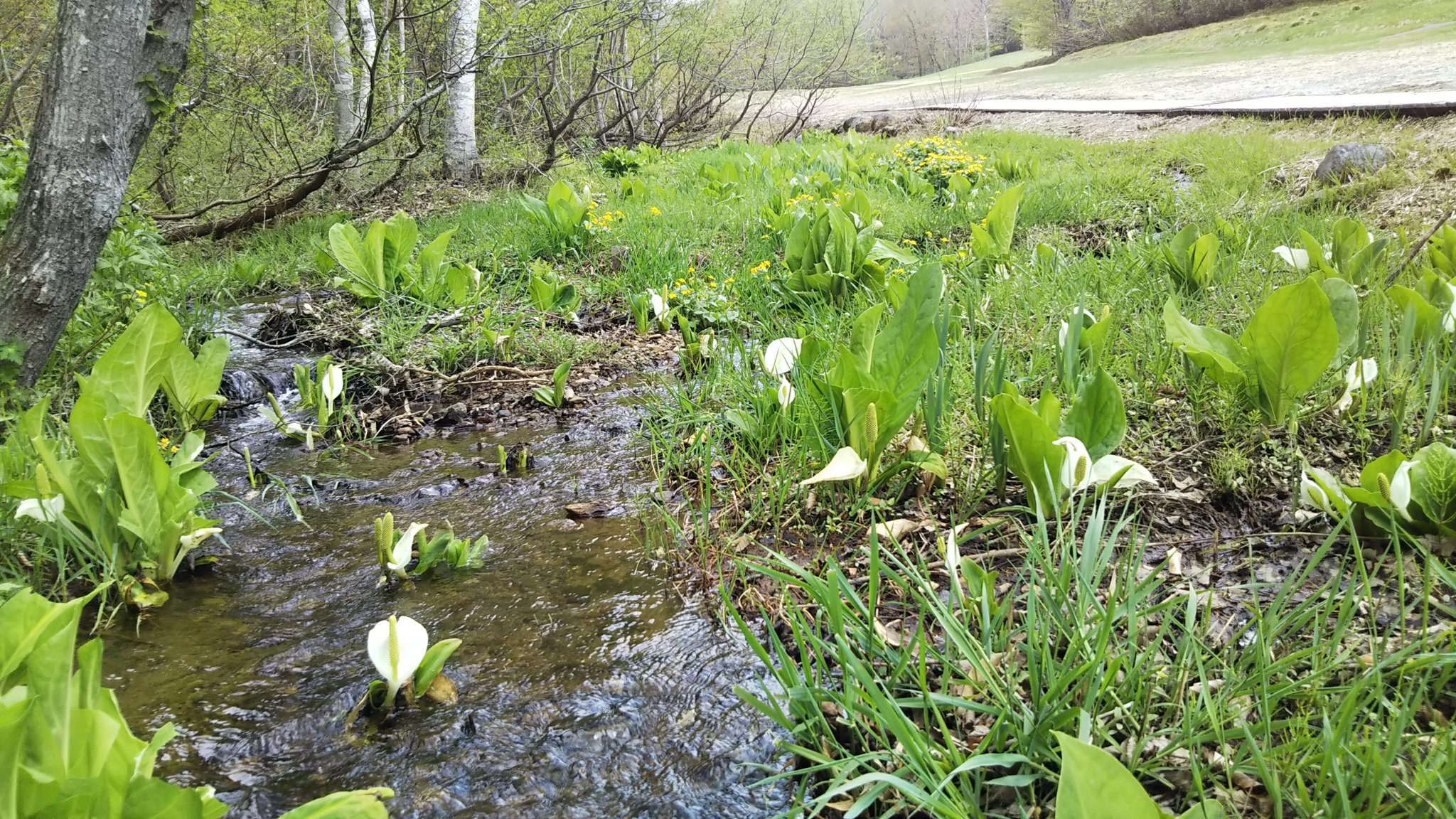やまき 水芭蕉が無償に見たくなり 玉原湿原とブナの原生林を歩きました 水の中に咲いてる水芭蕉が 神秘的 T Co Shbmtznkwp Twitter
