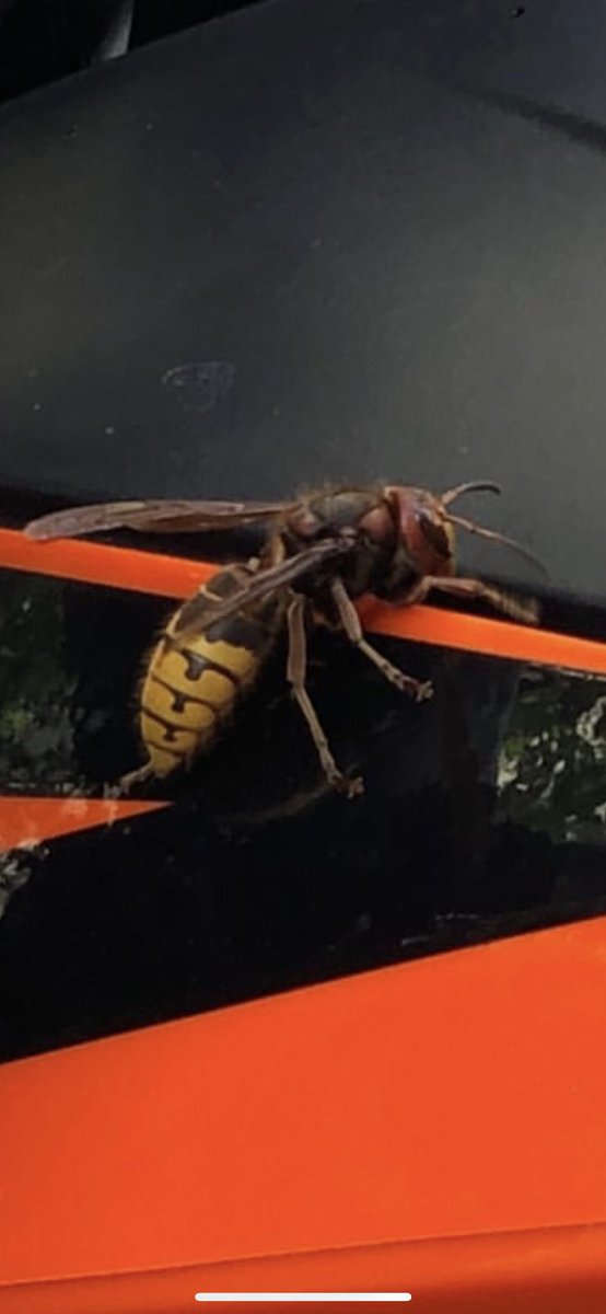 HotKnifeBk's tweet photo. @bendooley saw you wrote the article on murder hornets. I just saw this thing crawl across my gas tank in Manhattan. Took a few pics but couldn’t catch it. It was huge...is...that one of them?! Can text you Live Photo’s if you want. https://t.co/hlpuk8Lq7W