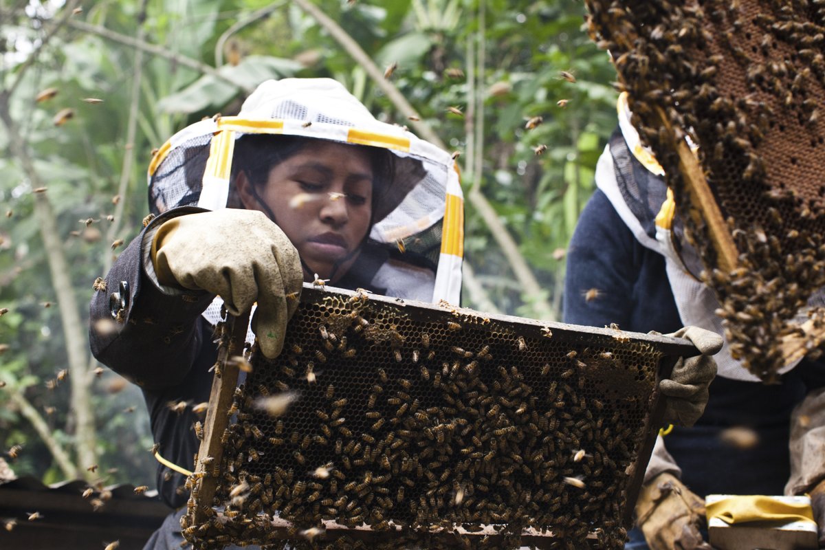 UN's tweet photo. Extreme climate events, aggravated land use &amp; pesticides are threatening the survival of bees.

On Wednesday's #WorldBeeDay 🐝, @UNDP explains how bees help the environment &amp; enrich human life. https://t.co/8Gl0Yo2G3Z https://t.co/FN07w3OmyB