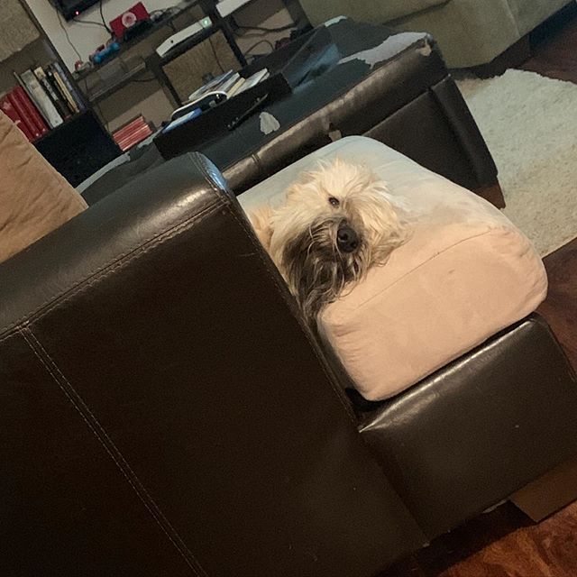 wheatienamedted's tweet photo. a_wheatie_named_teddy

https://t.co/ynS1QrTgnr https://t.co/TtVb0U0u4V