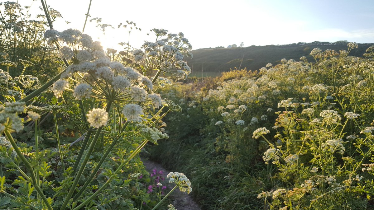 JazyAtkinson's tweet photo. Late evening sun https://t.co/ez8WTDQxGP