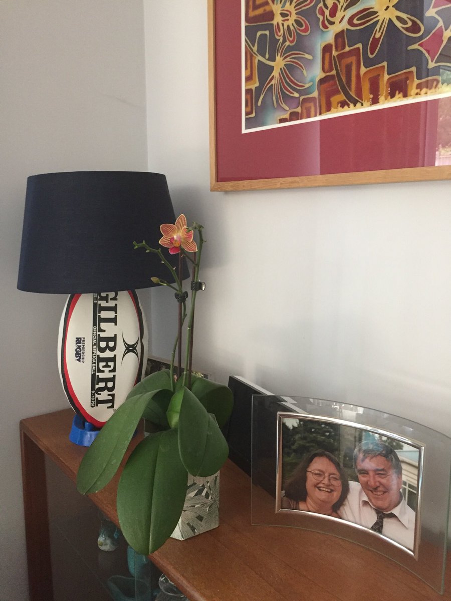 PPCAcademic's tweet photo. A thing of beauty... A personal lockdown accomplishment - I’ve actually managed to get my orchid to bloom! It is bringing me joy. #priordigital https://t.co/zlMyx7RCiN