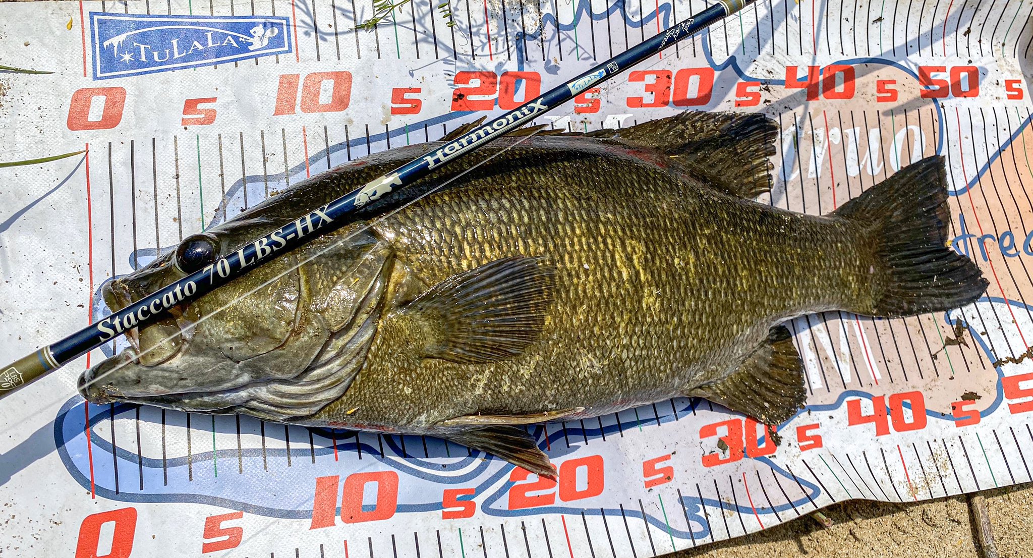 Staccato70 Twitter Search Twitter