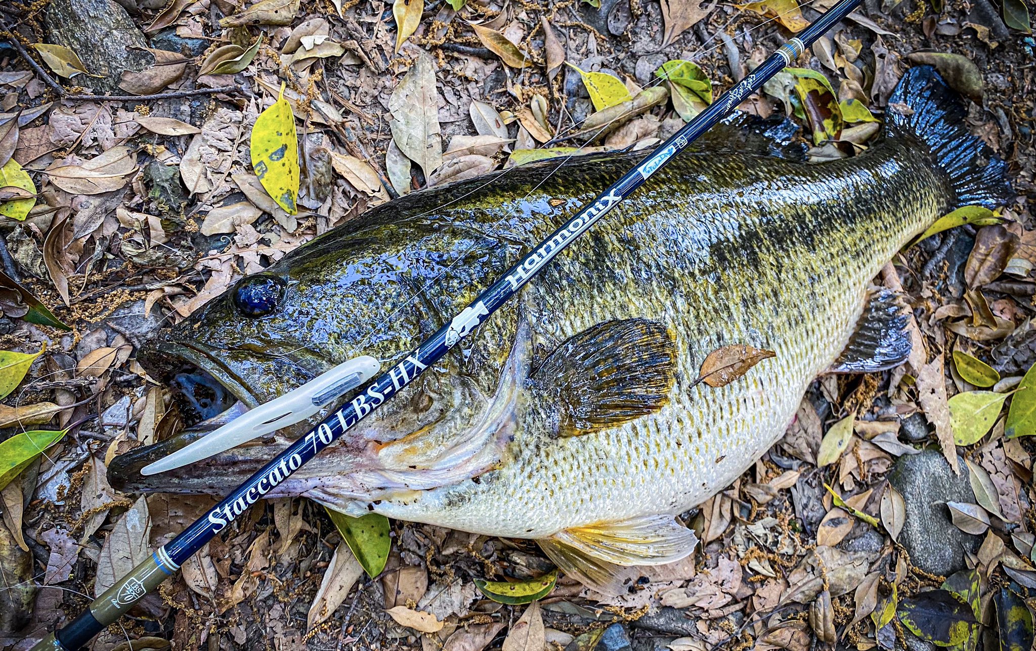 レビュー投稿で選べる特典 ツララ ハーモニクススタッカート70 - ロッド