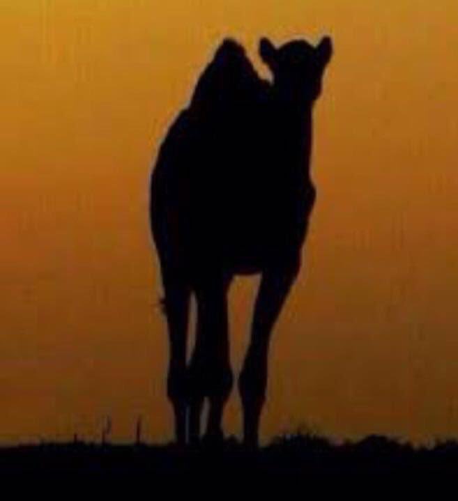 محمد الشهواني tweet media