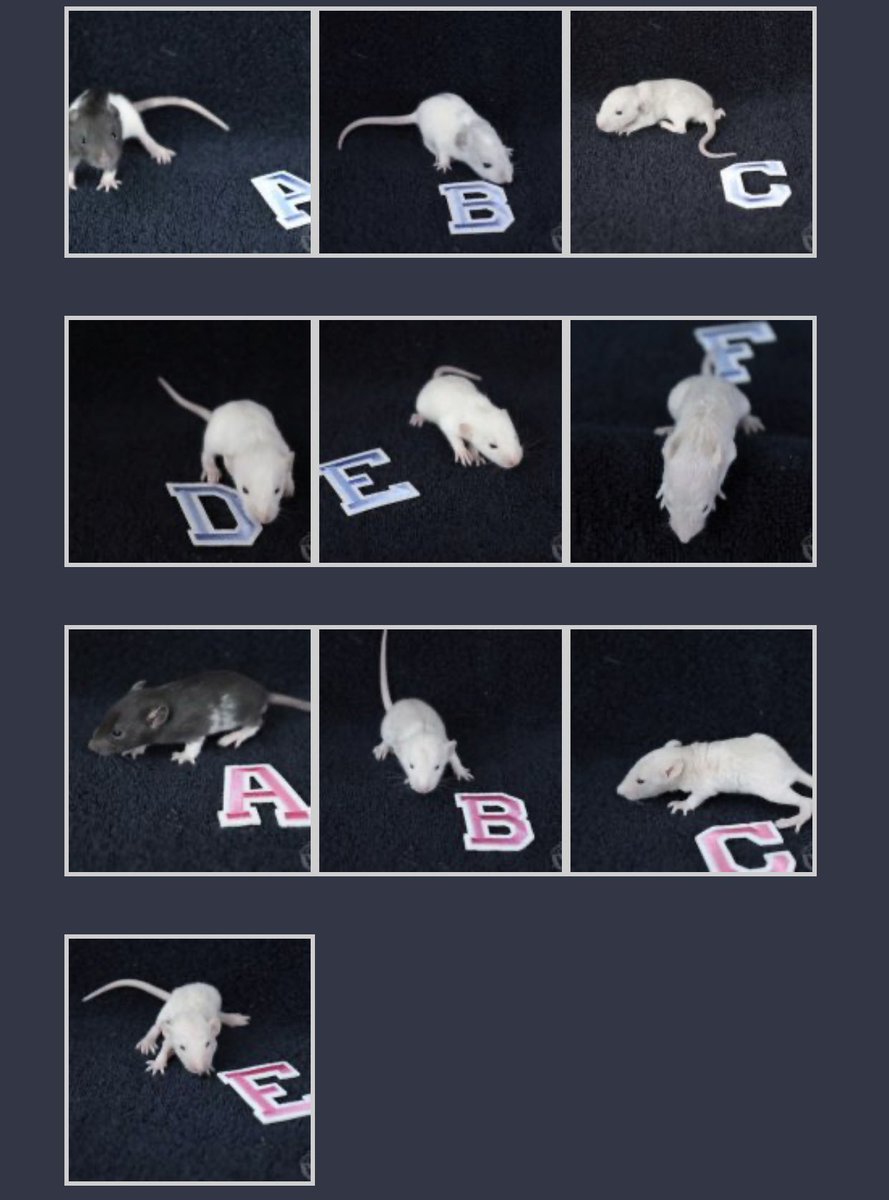 Meet our adorable Tabby babies. Visit their gallery page below to see their first individual pictures.
.
.

oakgroverattery.com/202004-tabby/
.
.
#rats #ratdad #rattery #ratcommunity #petrats #fancyrats #ratbreeder #rat #pet #pets #rodent #rodents #smallanimals #oakgroverattery