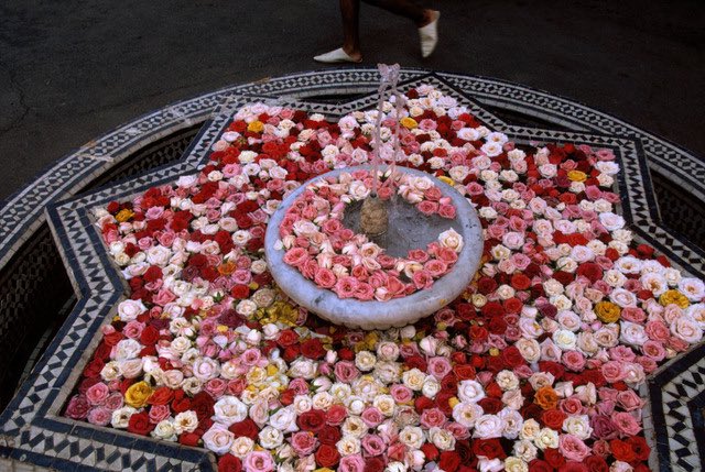 Roses at fountain, Morocco 