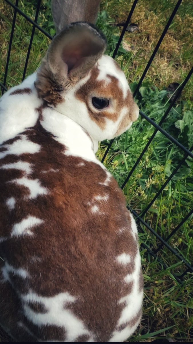 TWBrooklyn's tweet photo. Ok but can we just take a moment and talk about how gorgeous my rabbit is? Like she could be a model for bunny magazine! #rabbit #model #bunnymodel #love #bunny #adorable #cute https://t.co/3hCINv8lgf