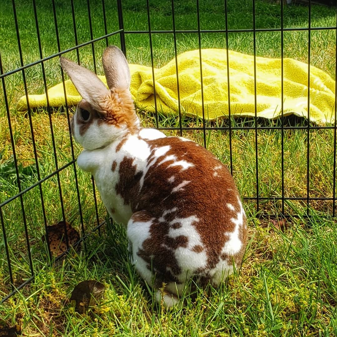 TWBrooklyn's tweet photo. Ok but can we just take a moment and talk about how gorgeous my rabbit is? Like she could be a model for bunny magazine! #rabbit #model #bunnymodel #love #bunny #adorable #cute https://t.co/3hCINv8lgf