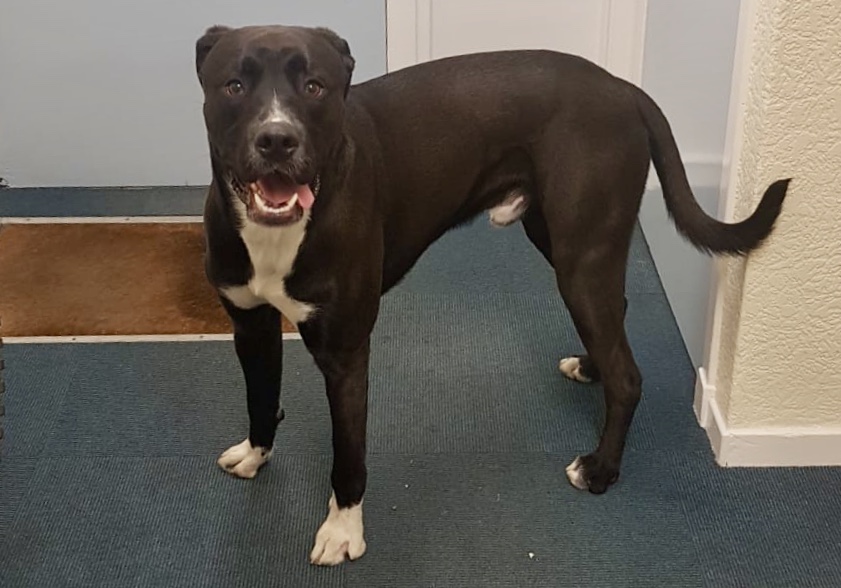 PSOSAbershire's tweet photo. Looking for your assistance please, this big friendly chap has just been handed in at #Mintlaw Police Office. We are waiting on him being scanned but if anyone may recognise him please give us a call on 101. #keepingdogssafetoo #PeterheadCPT #lostdog https://t.co/4Lxov4v5fc