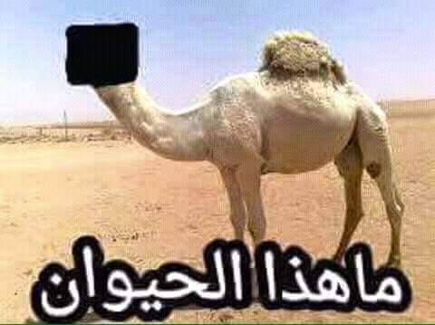 مسابقة مع جائزة بطاقة شحن السحب رقم ٦٠ و٩٠ 
اللي يقول جمل بلوك