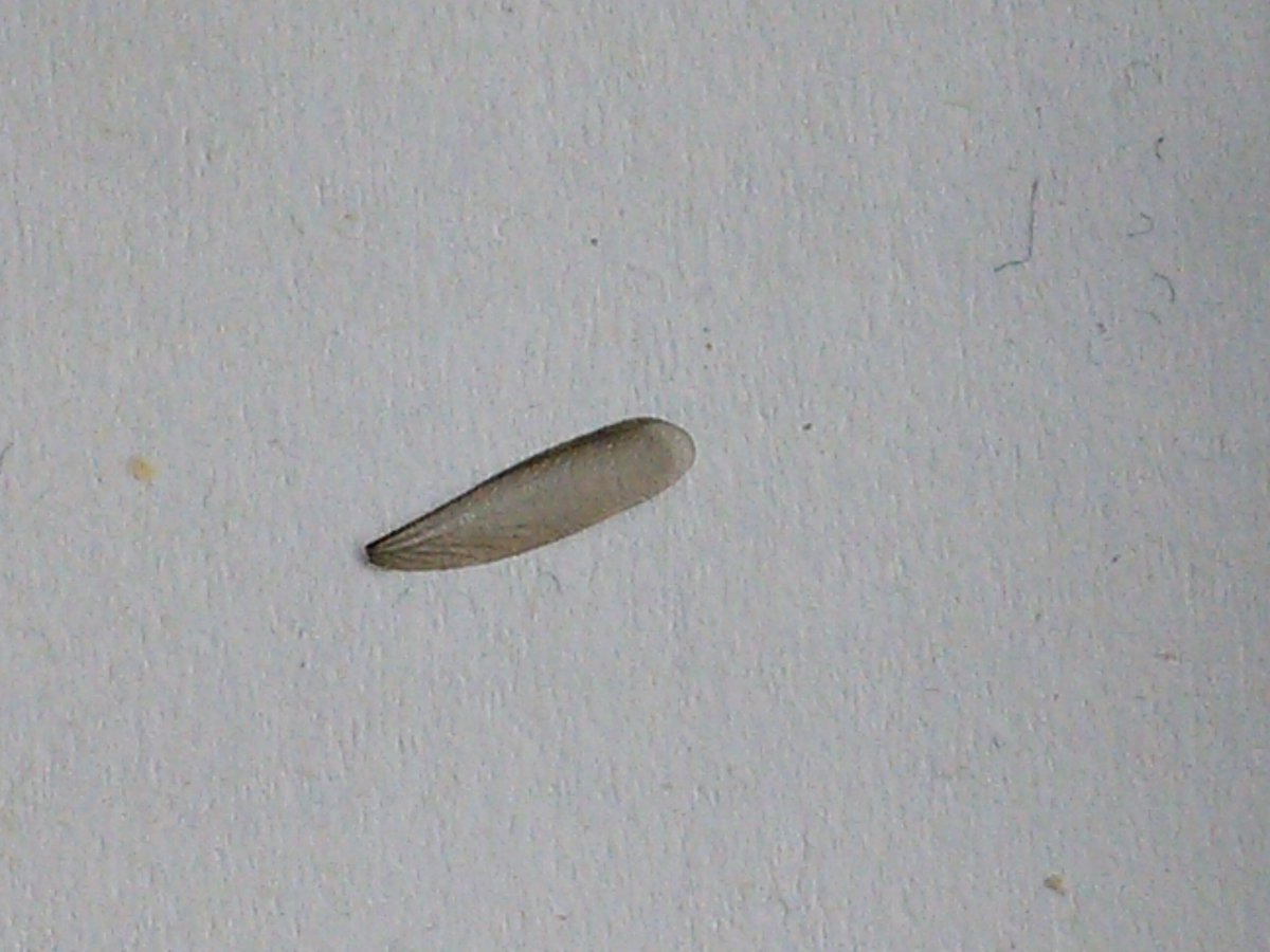 MillisBrent's tweet photo. These found in FILs room this morning. A ton of them. Gnat wigs? Ant wings? #bughelp https://t.co/Vhl6laui9J