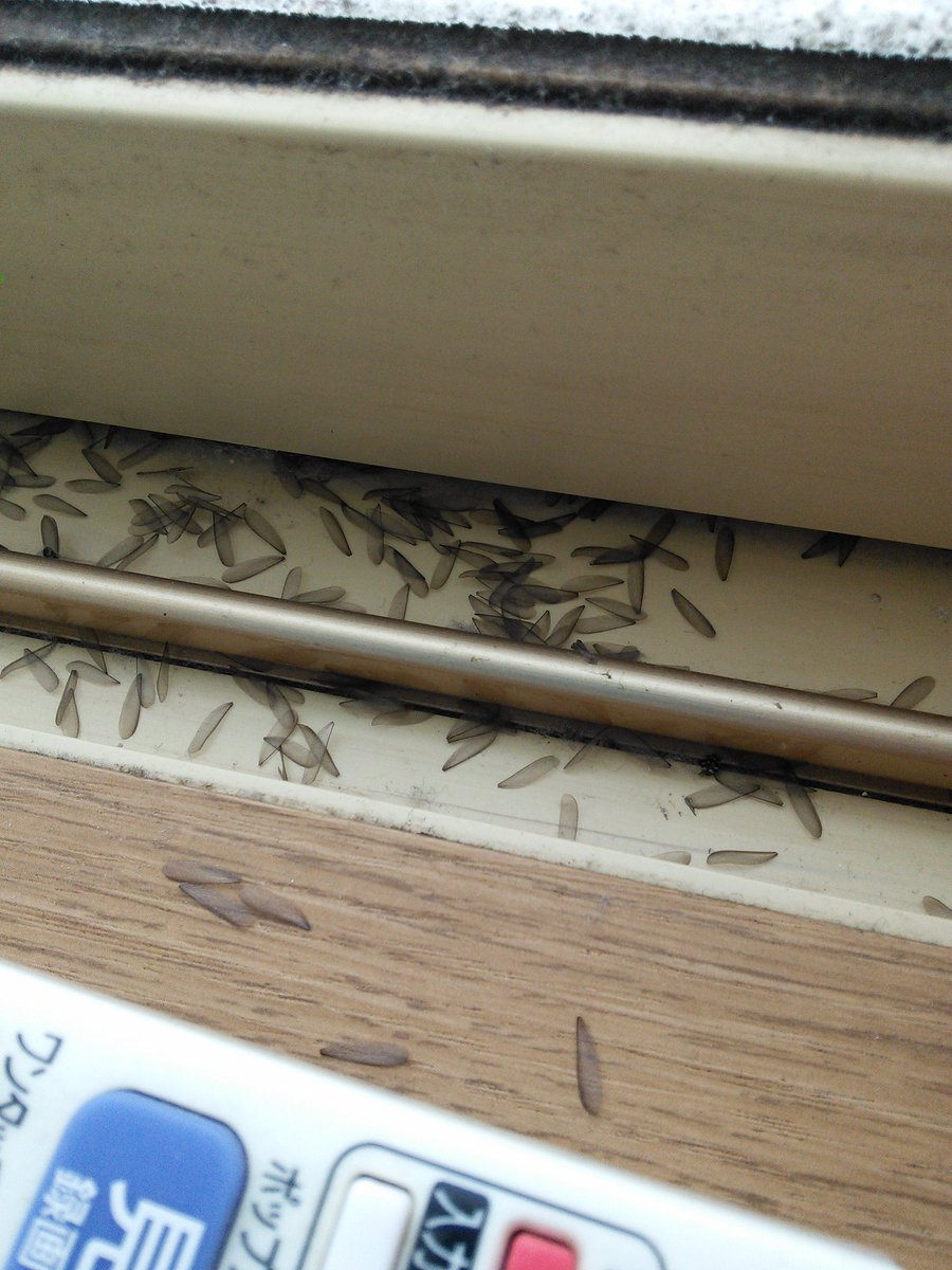 MillisBrent's tweet photo. These found in FILs room this morning. A ton of them. Gnat wigs? Ant wings? #bughelp https://t.co/Vhl6laui9J