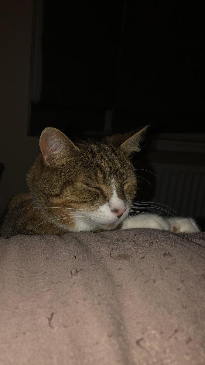 AggyThe's tweet photo. I snooze. #tired #CatsOfTwitter #tabby #snooze #meow https://t.co/5YJVvpSNex