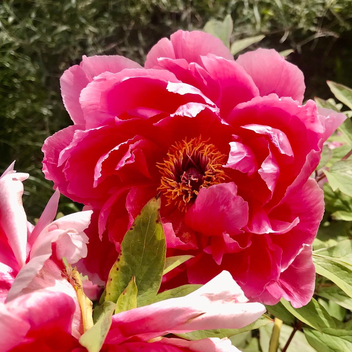 Dave Castro tweet media