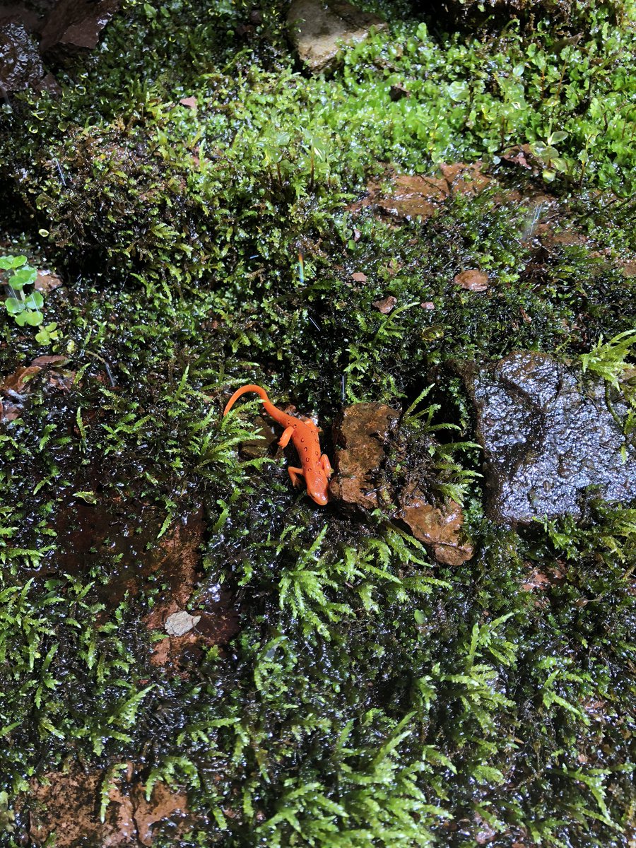 Gena_Cannie's tweet photo. Hiking two days in a row my legs are crying but on the bright side I found this little guy here 🦎🥰 https://t.co/gCIiphuv8R