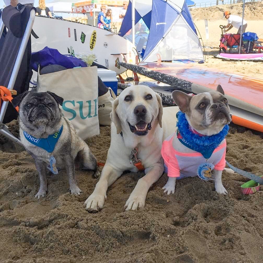 It’s with a heavy heart that I say goodbye to my friend Haole Boy. 🧡🌈 He will live on in the hearts of those who had the honor of knowing him. Sending lots of love to the Murphy family. I love and miss you Haole! 😘🧡 @haoleboysurfs #StandWithHaole #SurfDogs
