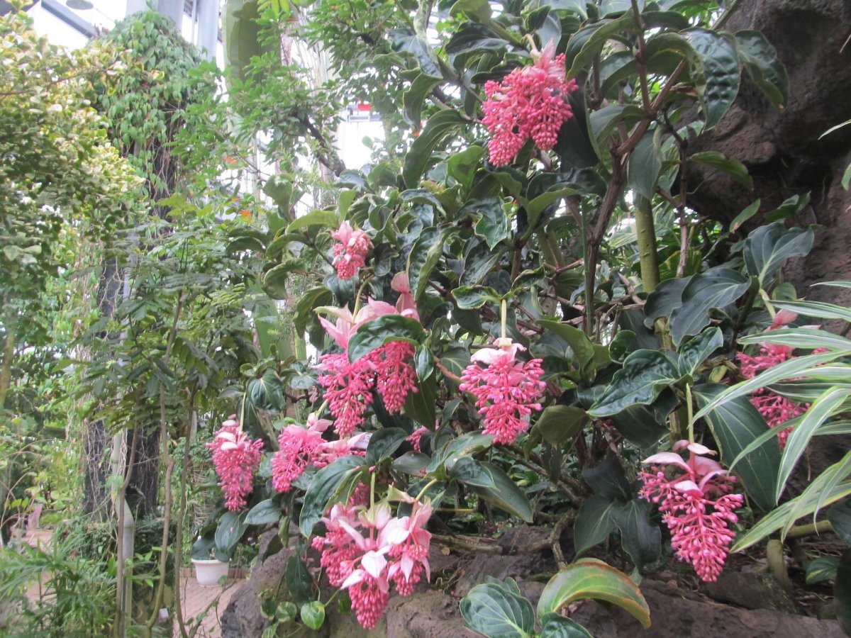 茨城県植物園 ワンチーム茨城 本日から 熱帯植物館が開館します 昨日 館内で咲いていた花などをポストします 植物 花 熱帯植物 植物園の初夏