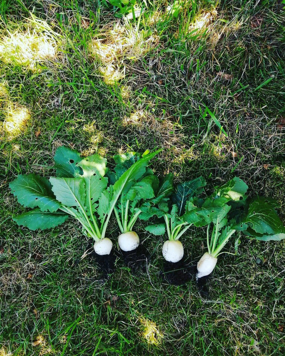 na_okon's tweet photo. They don't stop.🌞🌱 #mygarden #smallturnip #cucumber #myoga #pointedcabbage #mygarden https://t.co/aMXyfBpSRq