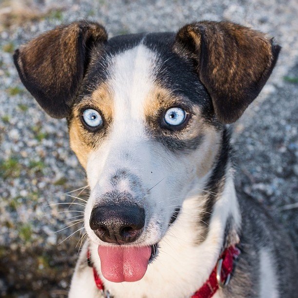 crimsonclad's tweet photo. I missed #murphboopmonday, have no concept of time anymore, and am feeling THOROUGHLY vexed today. #dogsoftwitter #Dog #howdidthisgethere #iamnotgoodwithcomputar
MOOD: https://t.co/wfwd96uWNP