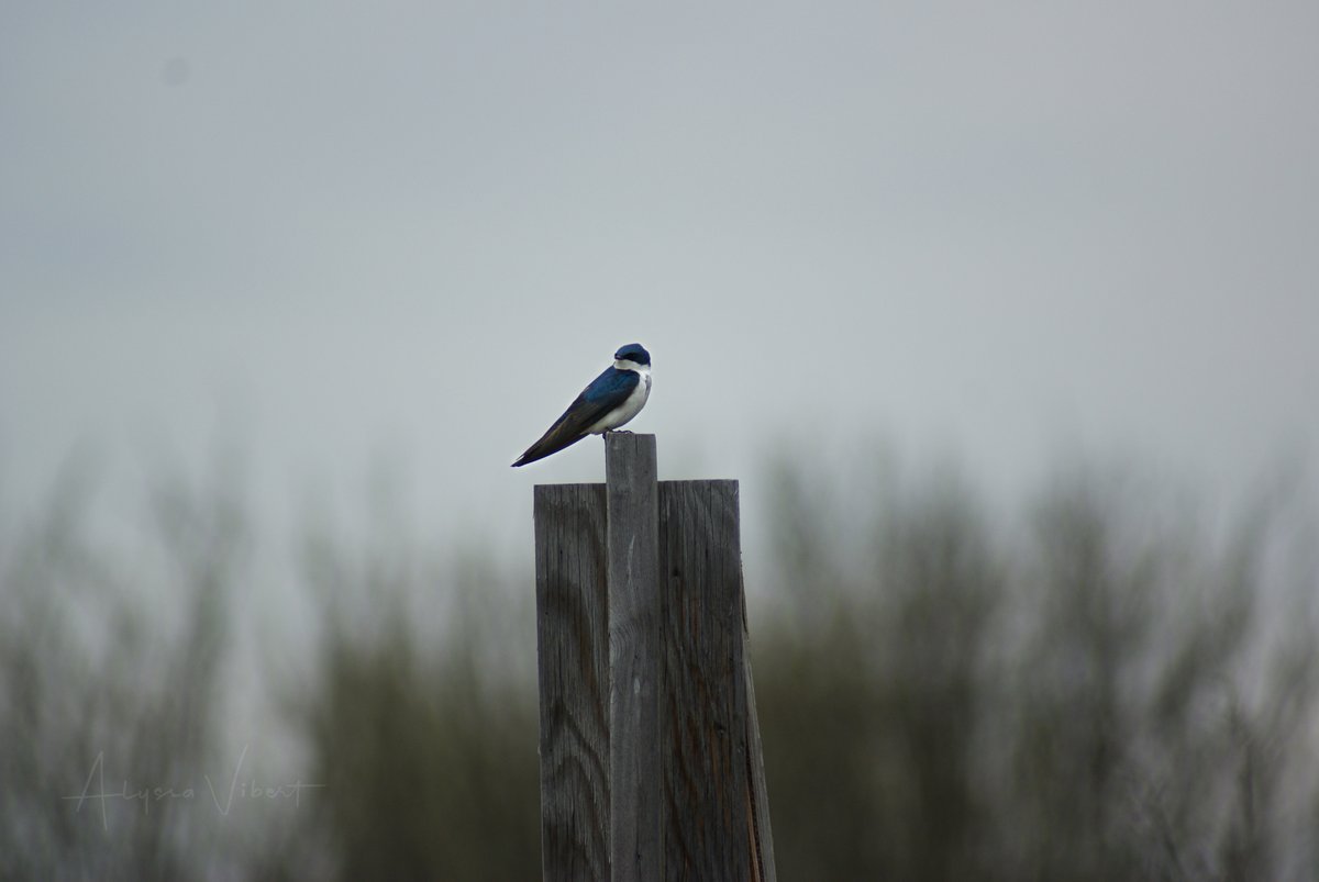 AlyssaVibert's tweet photo. I'm very fortunate to live where so many beautiful naturalized parks and trails exist. Where I can walk for miles and risk heatstroke, just to take pictures of birds that also live near my apartment.

#exploresask #saskwildlife

📍 Cranberry Flats, SK, Canada https://t.co/jivQIlszmp