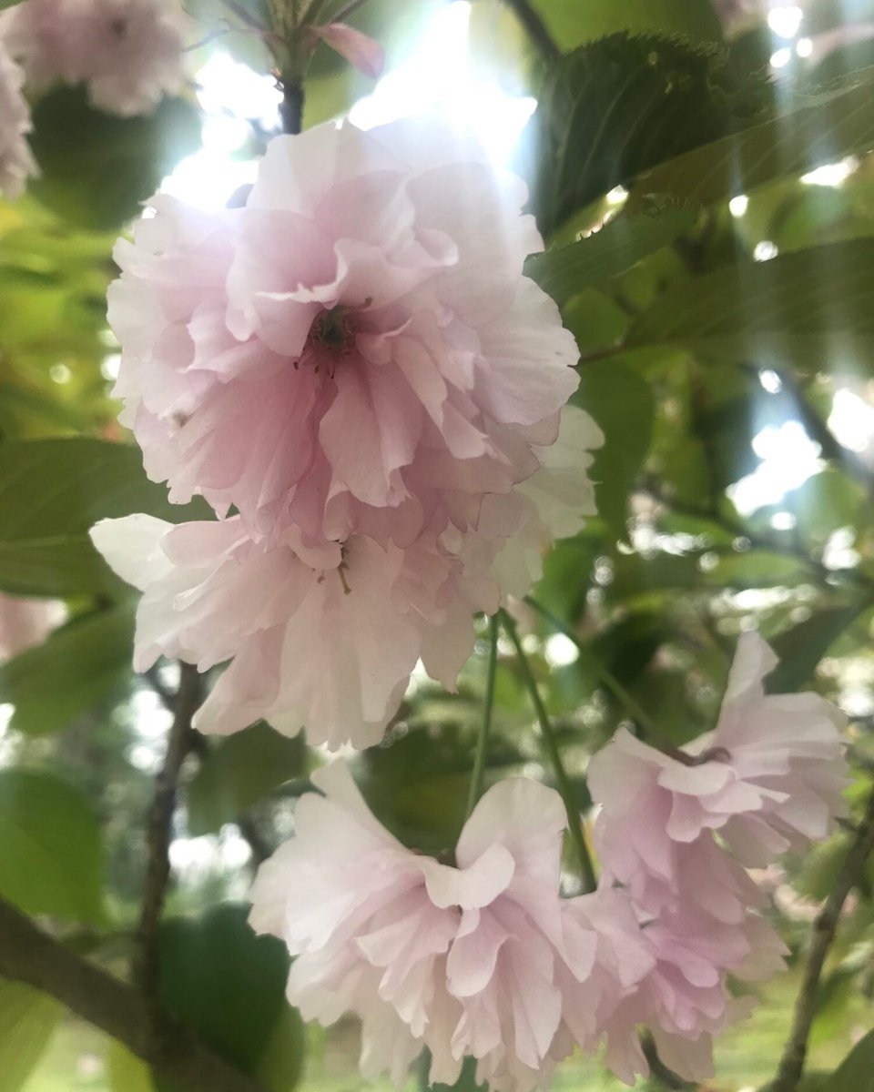 pamressler's tweet photo. #HaikuChallenge -- Petticoat
The palest of pink
cherry blossom petticoat
curtsy in the breeze
https://t.co/rSaNanjorj
#haiku #poetry #socialdistancinghaiku #cherryblossoms #npr #nprlifekit #covid19 #hcdr #medx https://t.co/H7DNxmolxB