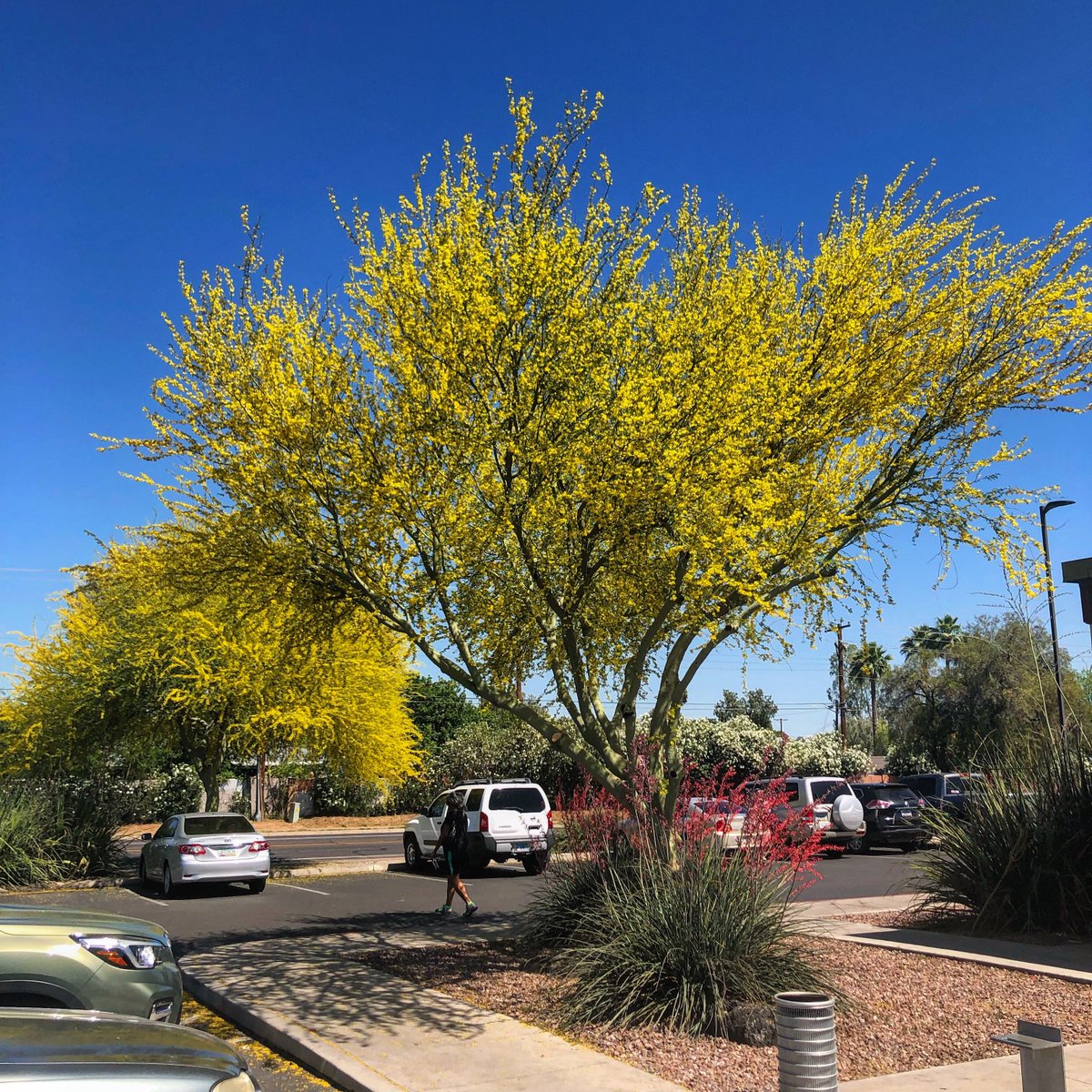 CityofPhoenixAZ's tweet photo. Certain species of the #paloverdetree can live over a #hundredyears and some up to 400 years old! They #bloom these #brightyellow flowers, and are the primary #nurseplant for young #saguaro cactus. The name means “green stick” and it's Arizona’s State Tree. #statesymbol https://t.co/VuOZ5ZEPrl