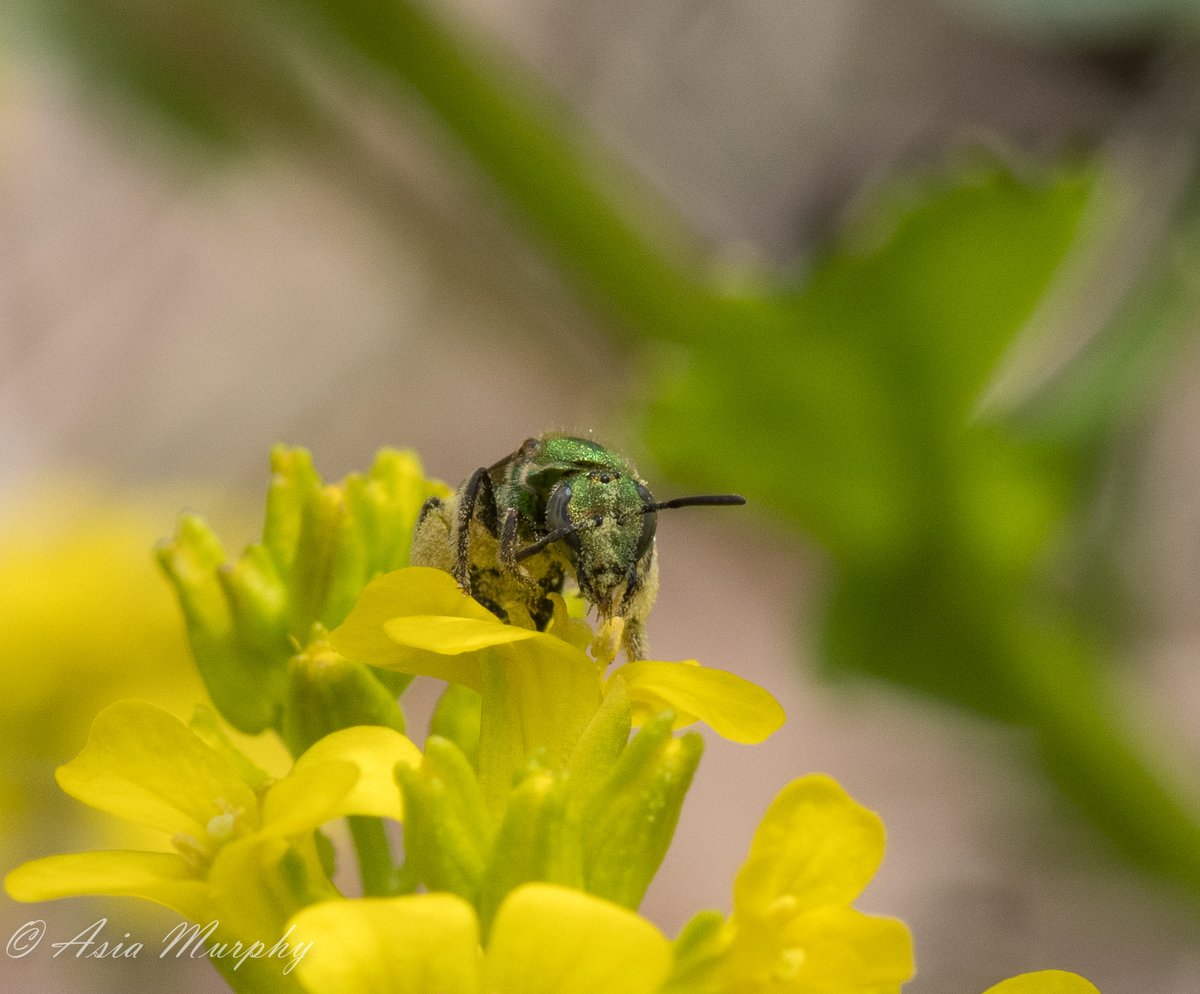 i haven't seen any augochlora yet so i dont remember them but augochlorella, they are super disorganized (or are using a system i can't figure out), and won't shy away from going to flowers in the middle of a bush (out of view). they're also super quick & never stay at one long