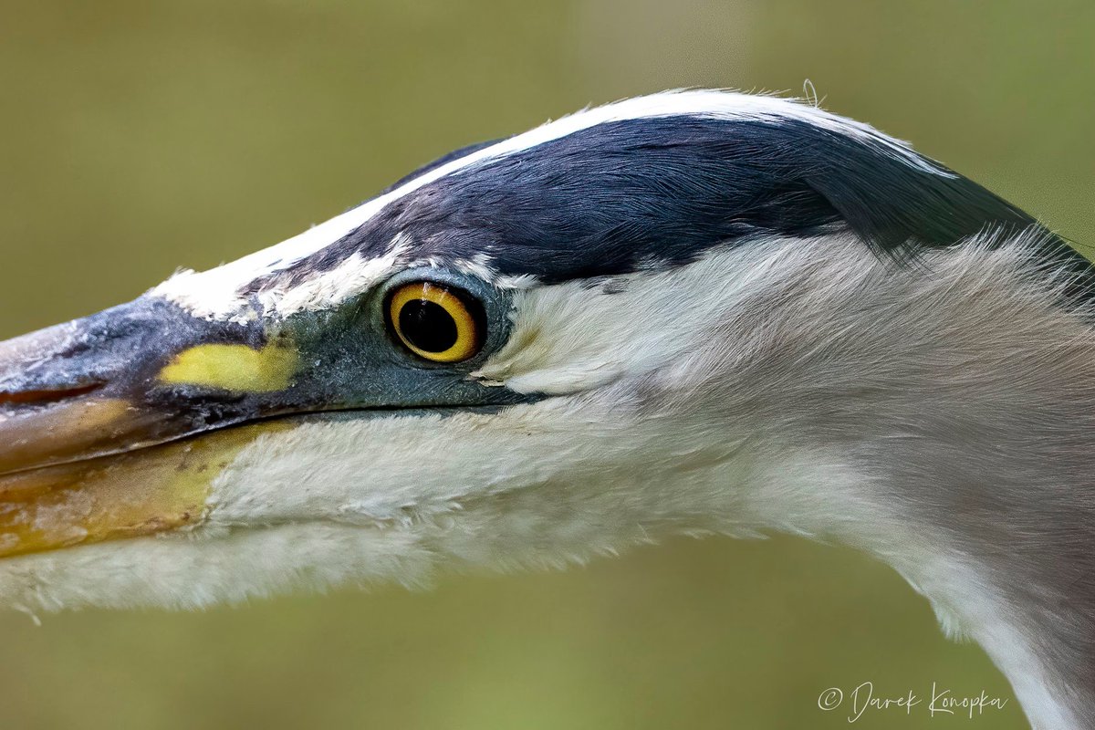 Great blue heron.
(Photo courtesy of Darek Konopka)
#wildlifephotography #nature #bloodpressurebreak