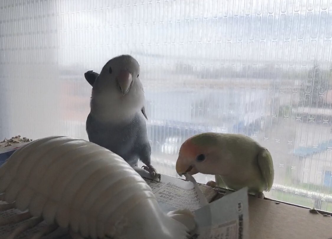 ち 可愛いうちの天使達 コザクラインコ 小桜インコ モモヒキ 鳥股間 インコ 内股 ガニ股 このオマタ可愛すぎ ハァハァ