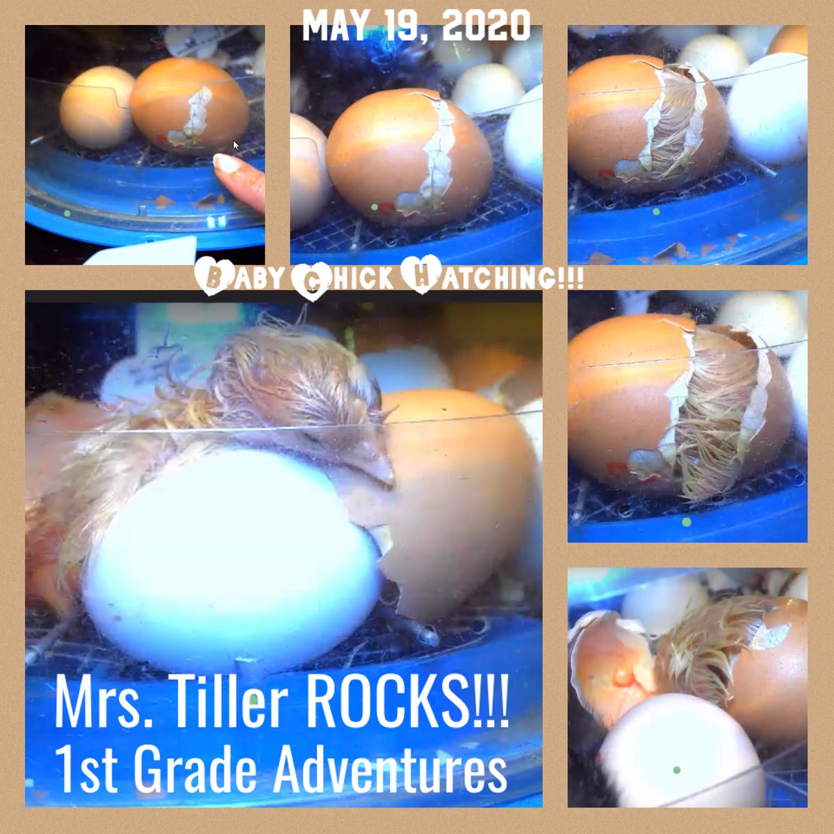 So this happened today in a Zoom meeting with Ss! 1st grade Ss at <a href="/Hardy0akHornets/">Hardy Oak Elementary</a> got to see this little chick come out of his shell live this morning! How eggciting is that?! <a href="/NEISD/">North East ISD</a> <a href="/neisdtechsvcs/">NEISD Technology Services</a> <a href="/neisdtechsvcs/">NEISD Technology Services</a> <a href="/atille1/">Annie Tiller</a>