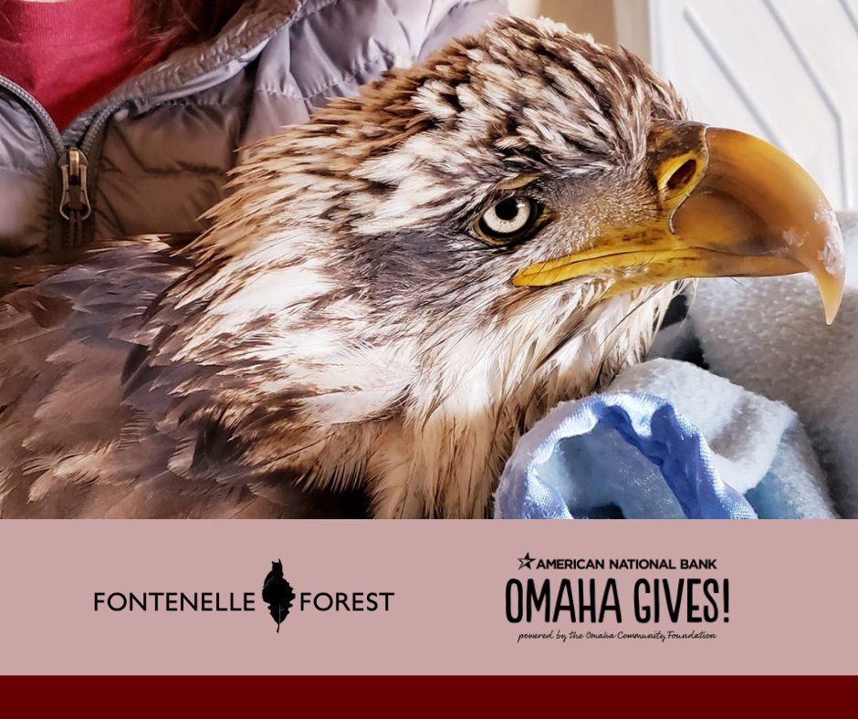 fontenelle4est's tweet photo. Fontenelle Forest Raptor Recovery treats over 500 injured, sick, and orphaned eagles, hawks, owls, and other raptors each year. Please consider a gift in support of the Forest tomorrow, May 20, at https://t.co/e4HMCOg4up.
#OmahaGives #FontenelleForest #RaptorRecovery https://t.co/vrooo5KPbx