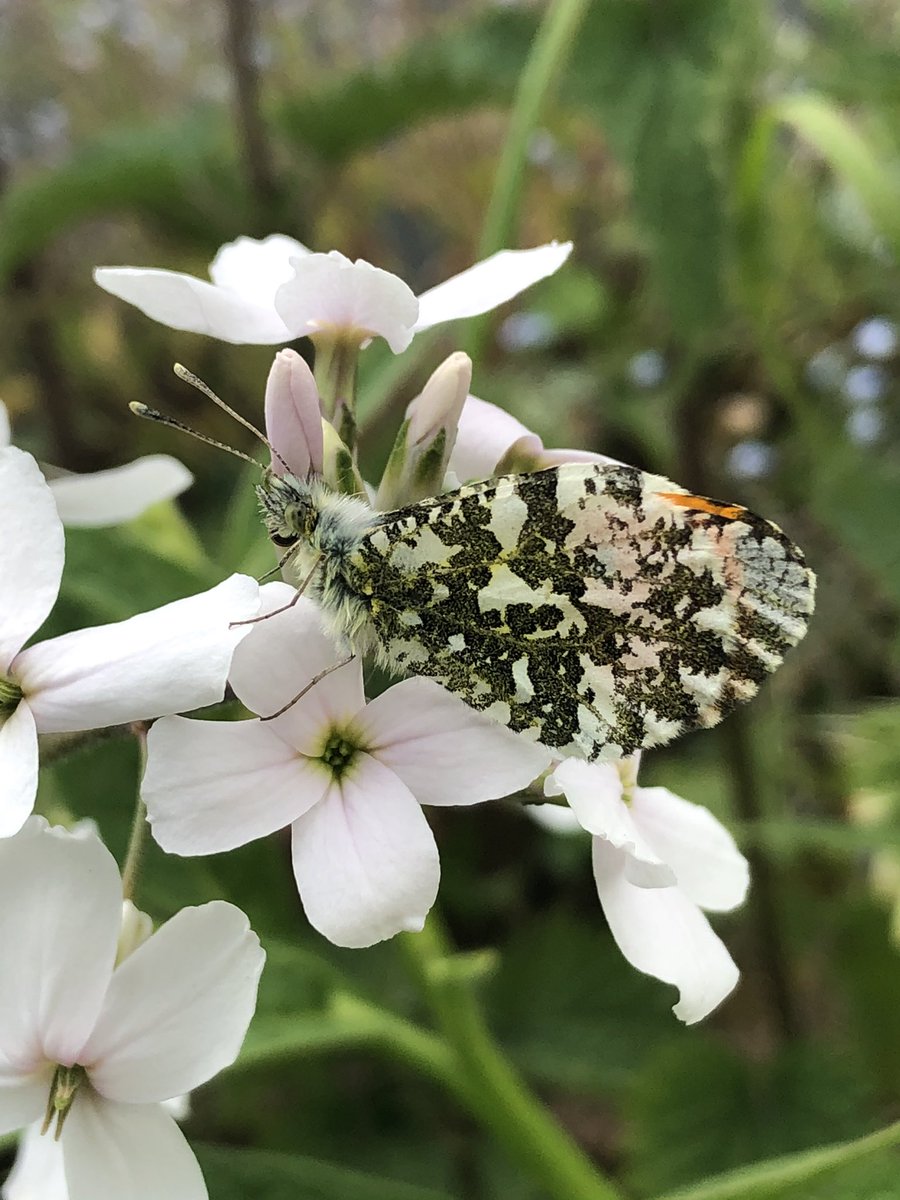 johnhow6's tweet photo. Not seen one of these in the garden until today! An orange tip butterfly! @savebutterflies @bank_hall #orangetipbutterfly https://t.co/VJpRO4uQcw