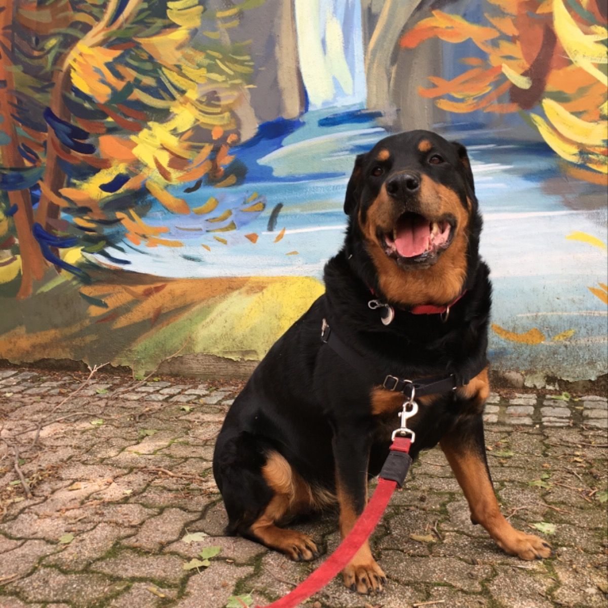 Spotwalk's tweet photo. Baker is training for his new modeling gig.

#dogsoftwitter #dogsofphilly #dcdogmom #tongueouttuesday #dcdogs #dmvdogs #seniorliving #seniors #outdoors #dogsofdc #phillydogs #healthcareheroes #dcartwalk #philly #mural #artwalk #aarp #furbaby #dogsofphiladelphia #doglife https://t.co/8QUaNKX9JB