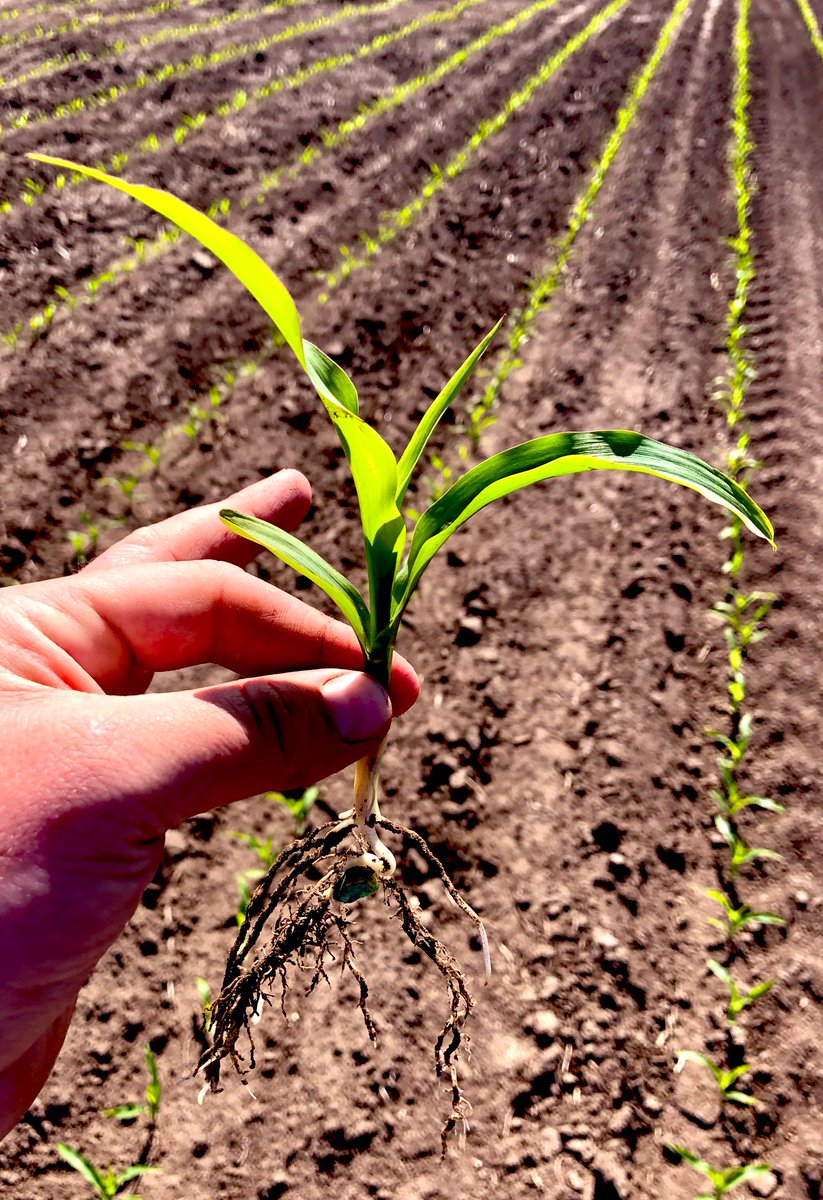 NK_Nebraska's tweet photo. E113Z5-5122 from @NKSeeds showcasing early season vigor in Clay County, Nebraska. #defendyouryields with Agrisure Duracade technology. Thanks for sharing, @HRouse13. https://t.co/eM8enLh2qA